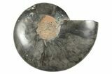 Cut & Polished Ammonite Fossil (Half) - Unusual Black Color #250478-1